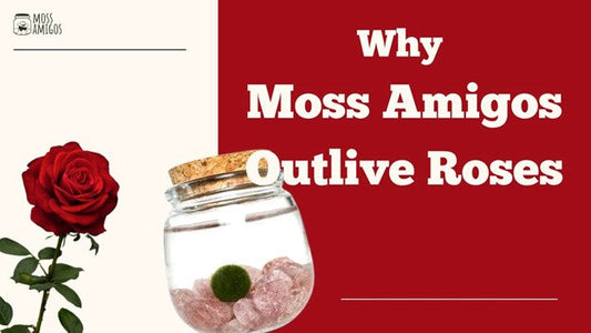 Why Moss Balls Outlive Roses