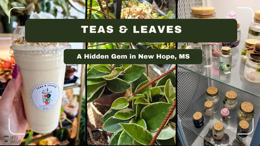 Teas & Leaves: A Hidden Gem in New Hope, MS