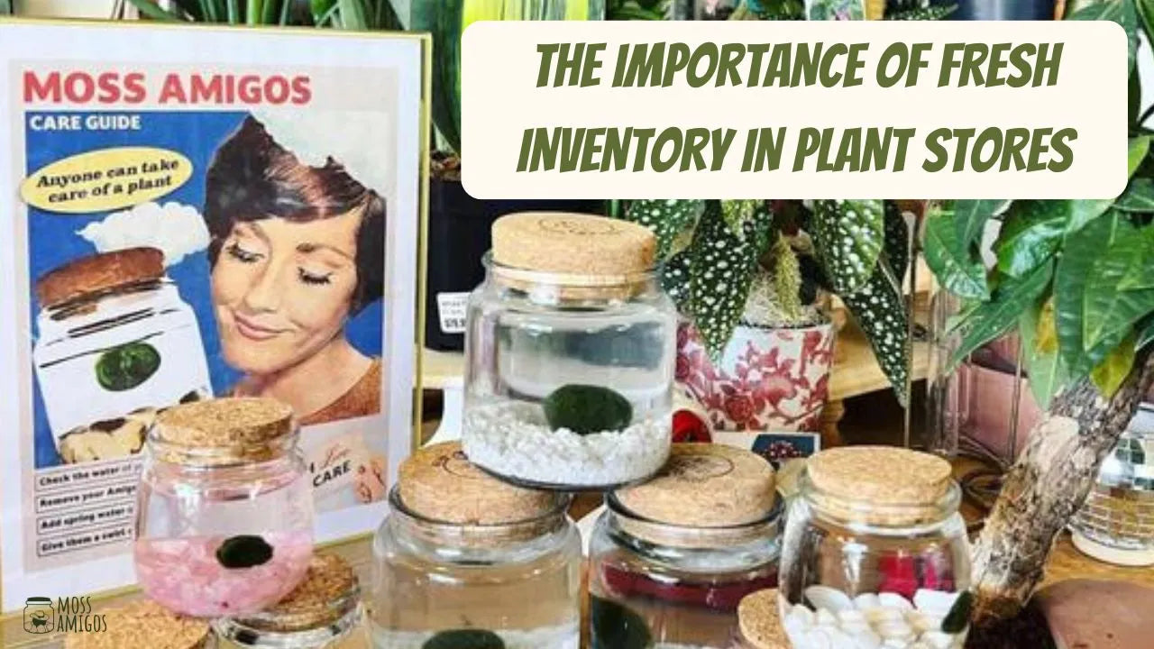 The Importance of Fresh Inventory in Plant Stores – Moss Amigos
