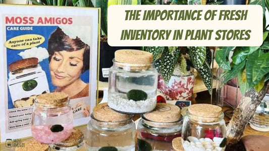 The Importance of Fresh Inventory in Plant Stores