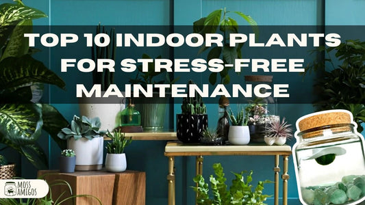Top 10 Indoor Plants for Stress-Free Maintenance