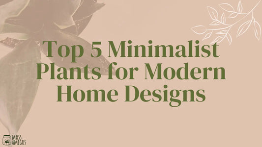 Top 5 Minimalist Plants for Modern Home Designs