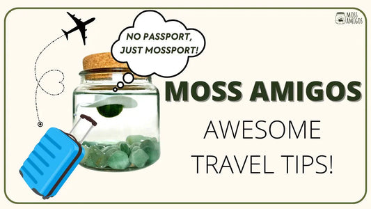 Traveling with Your Moss Ball? Here's What You Need to Know!
