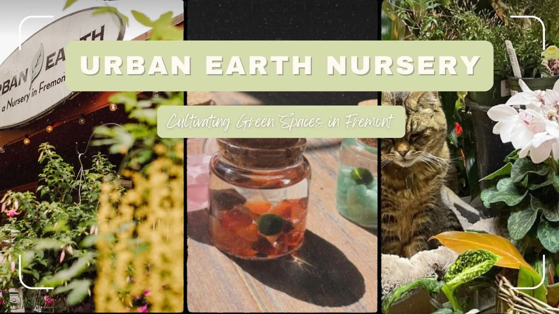 Urban Earth Nursery: Cultivating Green Spaces in Fremont