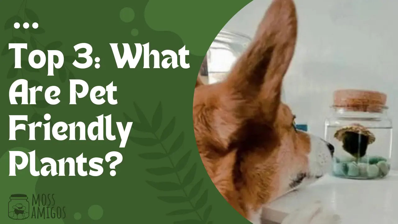 Top 3: What Are Pet Friendly Plants? Find Out! – Moss Amigos