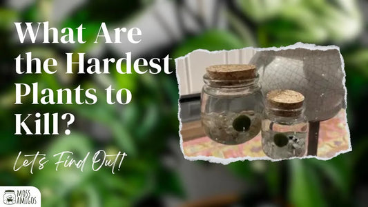 What Are the Hardest Plants to Kill? Let's Find Out!