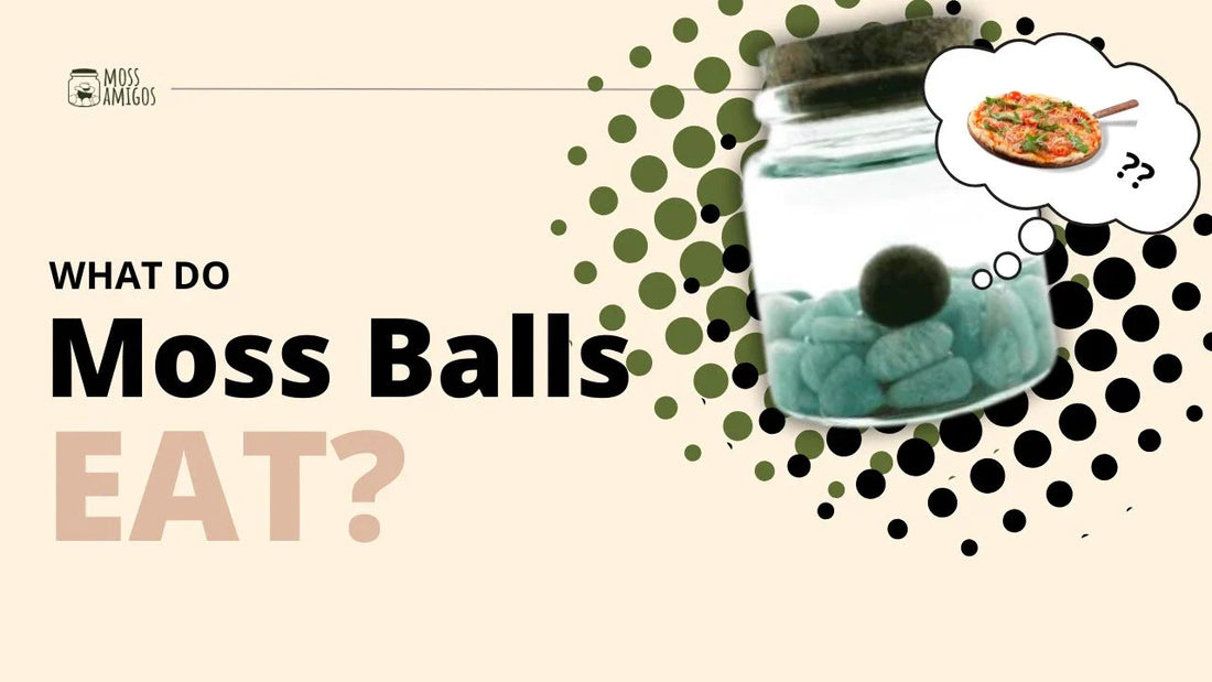 What Do Moss Balls Eat? The Truth About Their Nutrition