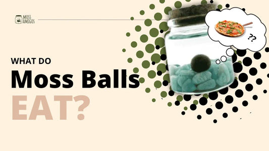 What Do Moss Balls Eat? The Truth About Their Nutrition