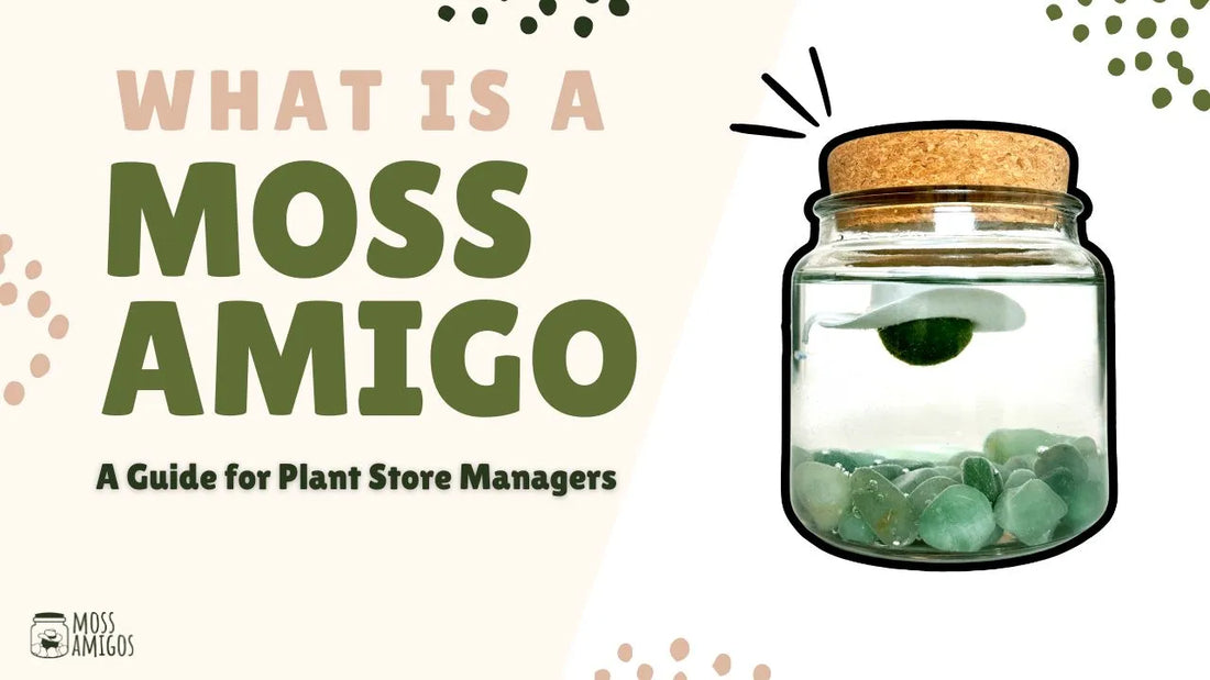 What is a Moss Amigo? A Guide for Plant Store Managers