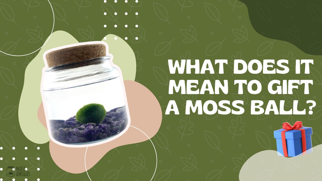 Decoding: What Does It Mean to Gift a Moss Ball?
