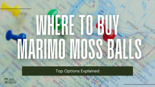 Where to Buy Marimo Moss Balls: Top Options Explained