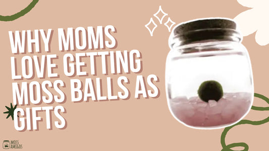 Why Moms Love Getting Moss Balls as Gifts