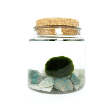 Aventurine Moss Amigo