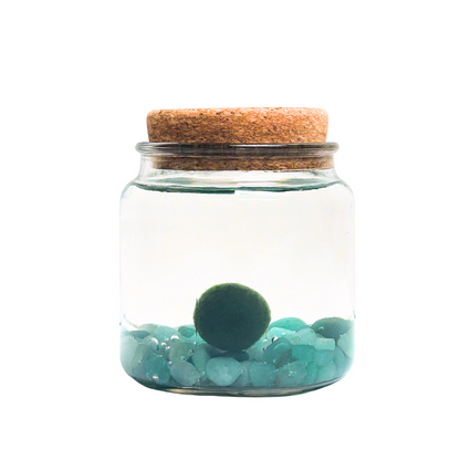 Round Jar container holding Moss Amigos moss ball and bright Aventurine crystal