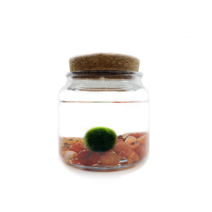 Round Jar container holding Moss Amigos moss ball and Carnelian crystal