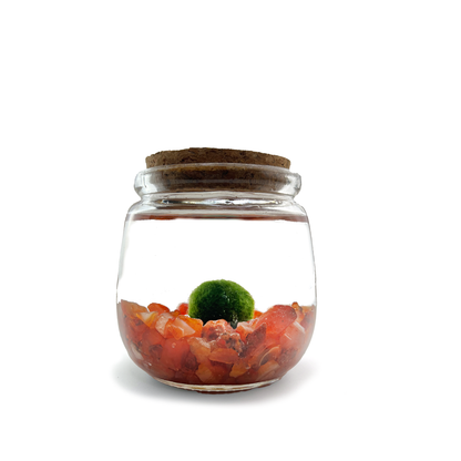 Moss Chico terrarium with Carnelian crystals in a glass jar.