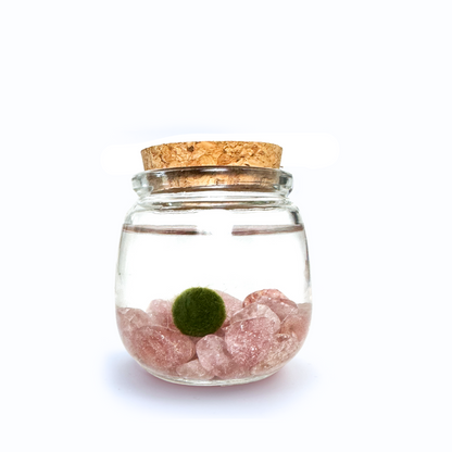 Moss Chico terrarium with Cherry Quartz crystals in a glass jar.