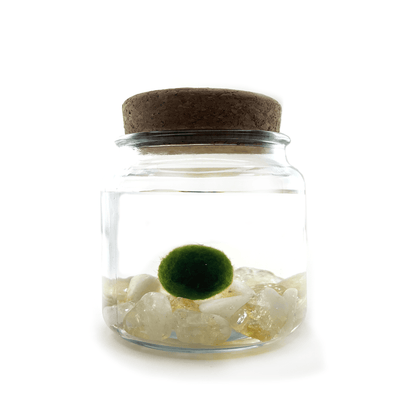 Citrine Moss Amigo