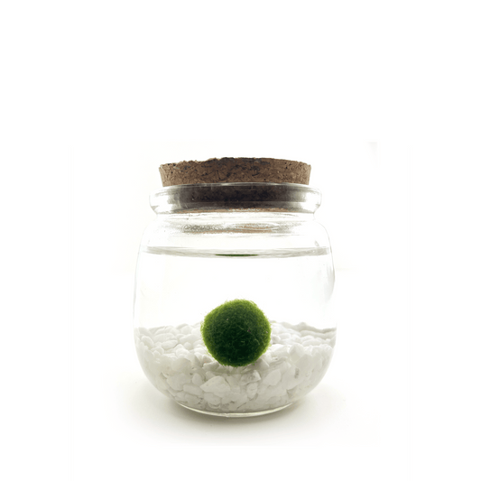 Moss Chico terrarium with Classic crystals in a glass jar.