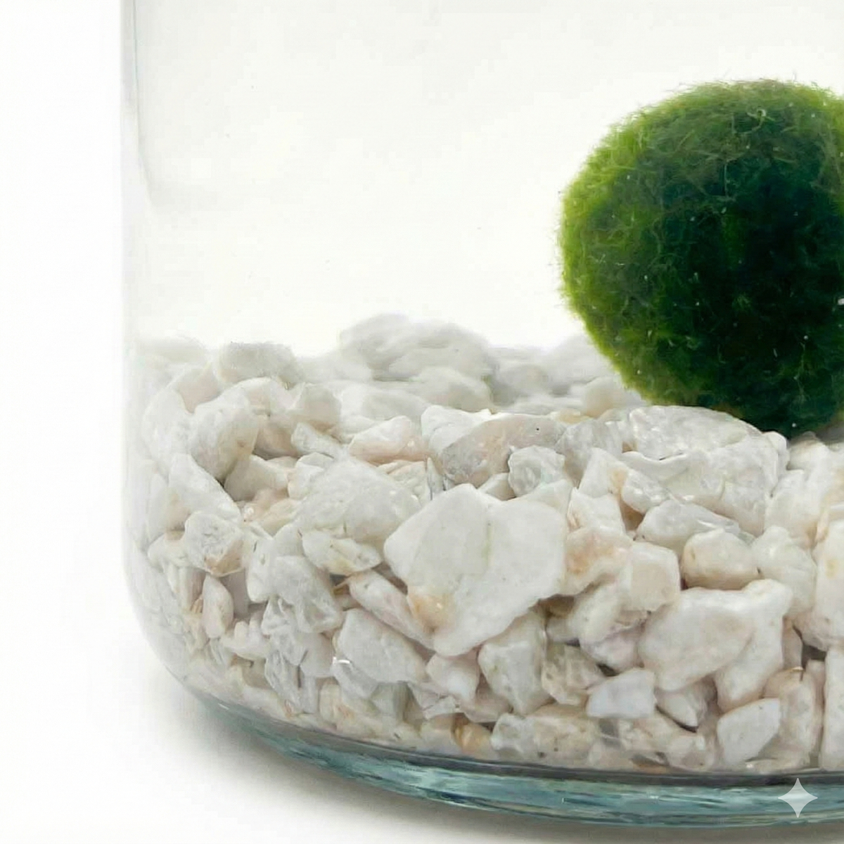 Moss Amigo
