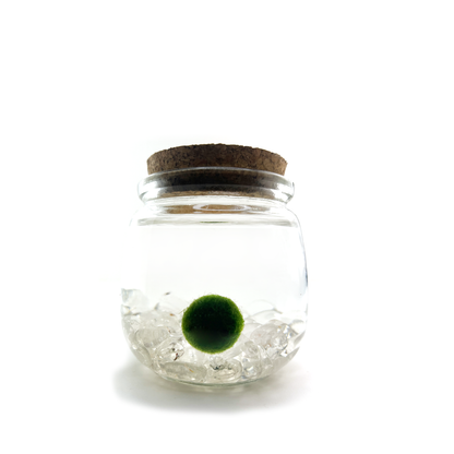 Moss Chico terrarium with Clear Quartz crystals in a glass jar.