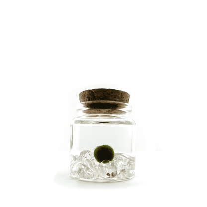Moss Rico with Clear Quartz gemstones.