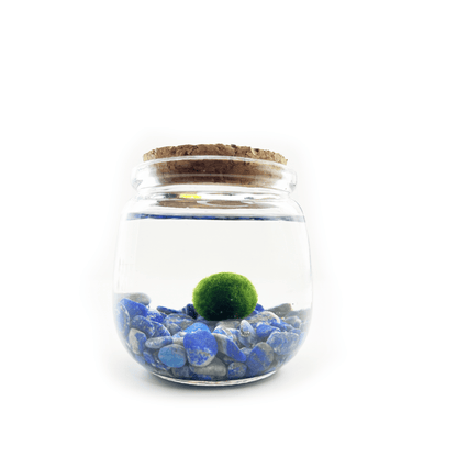 Moss Chico terrarium with Lapis Lazuli crystals in a glass jar.