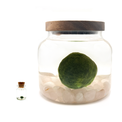 Moss Mega with Moss Micro