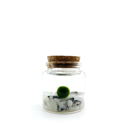 Moss Rico with Moonstone gemstones.