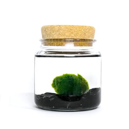 Obsidian Moss Amigos