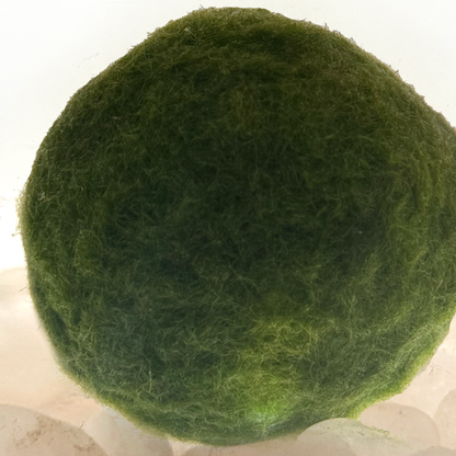 Zoomed in Moss Mega