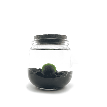 Moss Chico terrarium with Obsidian crystals in a glass jar.