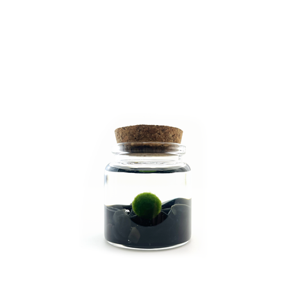Moss Rico with Obsidian gemstones.