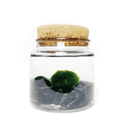 Front view of Moss Amigo terrarium featuring Onyx gemstone on a jar 