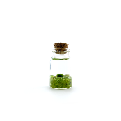 Close-up of Moss Nino with Peridot gemstone in a Nino Jar.