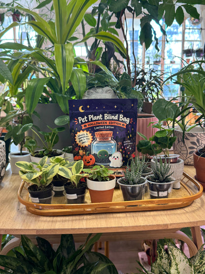 Halloween Blind Bag on a tray with plants
