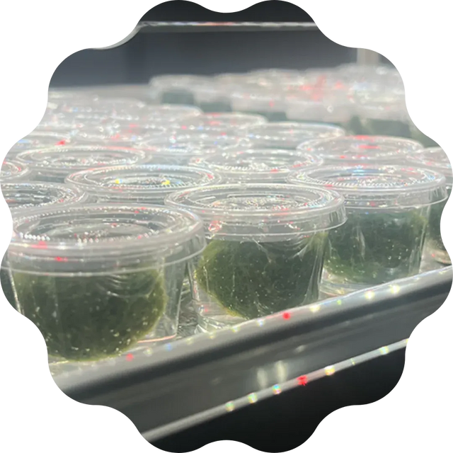 Moss balls prepared for their new homes