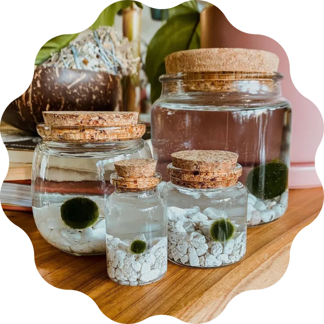 Moss Amigos in jars with decorative stones