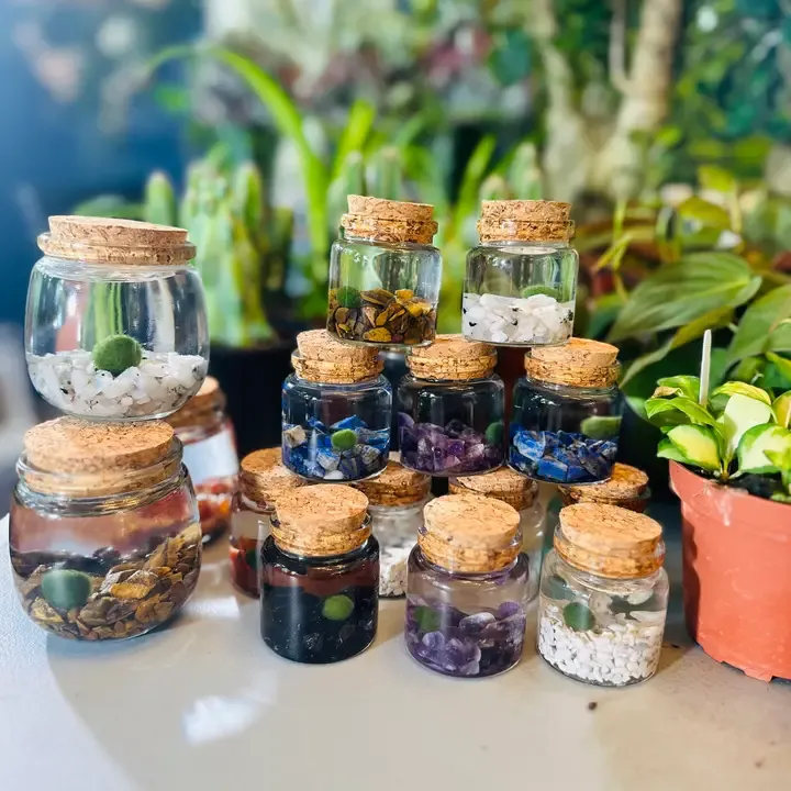 Moss Amigos displayed together in a plant shop