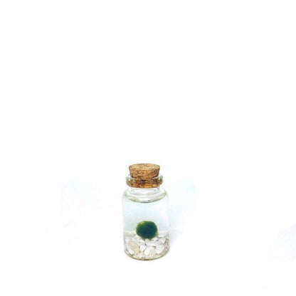 Close-up of Moss Nino with Classic gemstone in Moss Nino Jar.