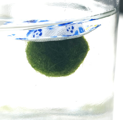 Close up shot of Moss Chico terrarium with hat.