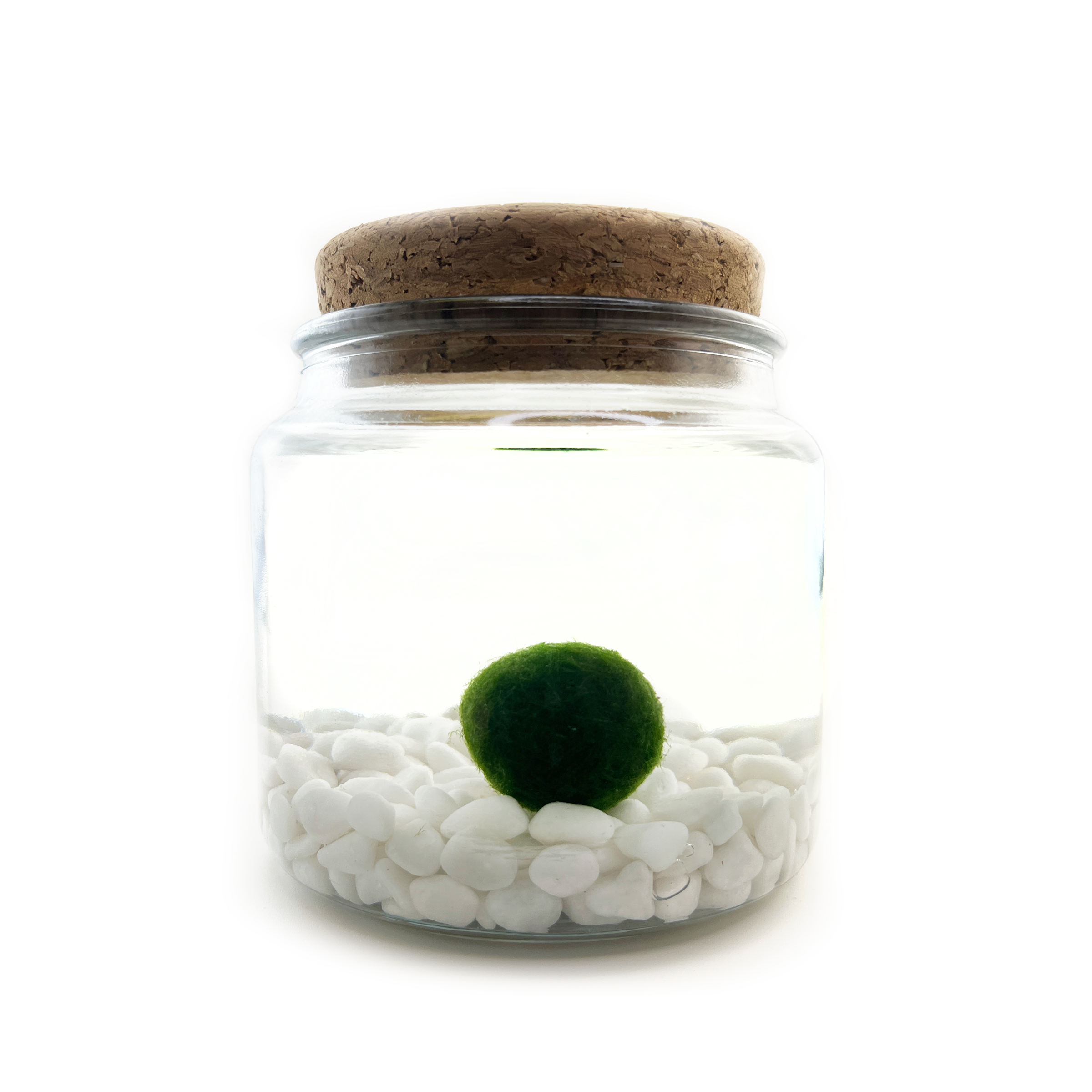 Combination of green moss balls│board plants│home decoration│indoor plants│  - Shop HUI SE Plants - Pinkoi