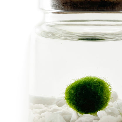 Close-up of Moss Rico with Classic gemstones in a glass jar. 
