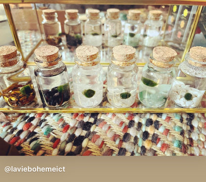 Various Moss Nino's displayed on a store. 
